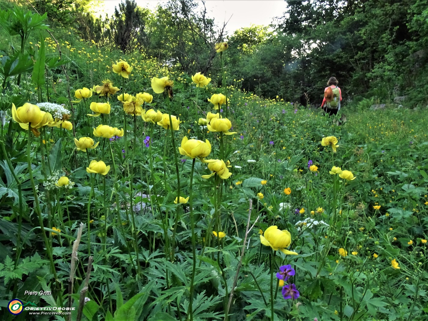 74 Trollius europaeus (botton d'oro) .JPG